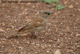 Zuidelijke Grijskopmus / Southern Grey-Headed Sparrow
