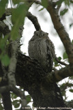 Afrikaanse Dwergooruil / African Scops-Owl