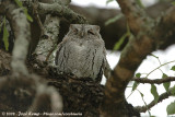 Afrikaanse Dwergooruil / African Scops-Owl