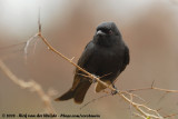 Fluweeldrongo / Fork-Tailed Drongo