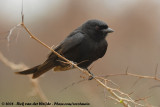 Fluweeldrongo / Fork-Tailed Drongo