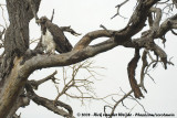 Vechtarend / Martial Eagle