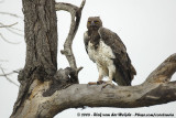 Vechtarend / Martial Eagle