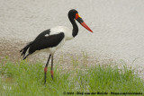 Zadelbekooievaar / Saddle-Billed Stork