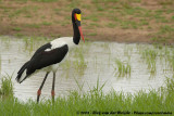 Zadelbekooievaar / Saddle-Billed Stork