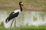 Zadelbekooievaar / Saddle-Billed Stork