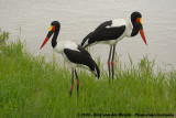 Zadelbekooievaar / Saddle-Billed Stork