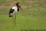 Zadelbekooievaar / Saddle-Billed Stork