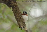 Witflankvliegenvanger / Chin-Spot Batis