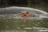 Nijlpaard / Hippopotamus