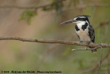 Bonte IJsvogel / Pied Kingfisher