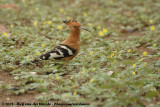 Afrikaanse Hop / African Hoopoe