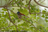 Afrikaanse Paradijsmonarch / African Paradise-Flycatcher