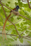 Afrikaanse Paradijsmonarch / African Paradise-Flycatcher