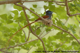 Afrikaanse Paradijsmonarch / African Paradise-Flycatcher