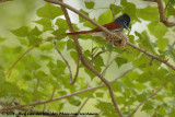 Afrikaanse Paradijsmonarch / African Paradise-Flycatcher