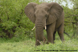 Afrikaanse Olifant / African Elephant