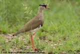 Kroonplevier / Crowned Lapwing
