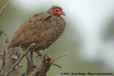 Swainsons Frankolijn / Swainson's Francolin
