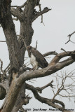 Vechtarend / Martial Eagle