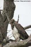 Vechtarend / Martial Eagle