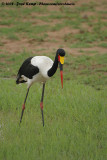 Zadelbekooievaar / Saddle-Billed Stork