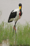 Zadelbekooievaar / Saddle-Billed Stork