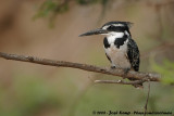 Bonte IJsvogel / Pied Kingfisher