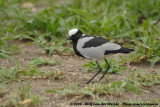 Smids Plevier / Blacksmith Lapwing