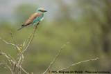 Scharrelaar / European Roller