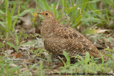 Dubbelbandzandhoen / Double-Banded Sandgrouse
