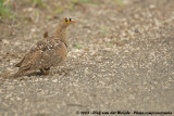 Dubbelbandzandhoen / Double-Banded Sandgrouse