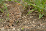 Dubbelbandzandhoen / Double-Banded Sandgrouse