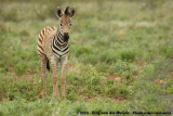 Chapmans Zebra<br><i>Equus quagga chapmani</i>