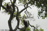 Afrikaanse Zeearend / African Fish Eagle