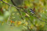 Witflankvliegenvanger / Chin-Spot Batis
