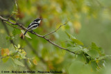 Witflankvliegenvanger / Chin-Spot Batis