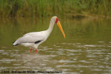 Afrikaanse Nimmerzat / Yellow-Billed Stork