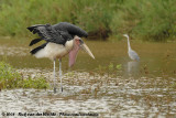 Afrikaanse Maraboe / Marabou Stork