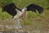 Afrikaanse Maraboe / Marabou Stork