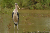 Afrikaanse Maraboe / Marabou Stork