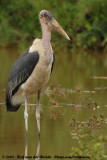 Afrikaanse Maraboe / Marabou Stork