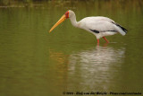 Afrikaanse Nimmerzat / Yellow-Billed Stork