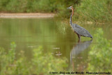 Reuzenreiger / Goliath Heron