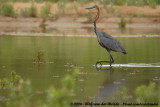 Reuzenreiger / Goliath Heron