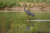 Reuzenreiger / Goliath Heron