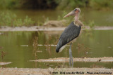 Afrikaanse Maraboe / Marabou Stork