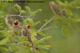 Roodbekwever / Red-Billed Quelea