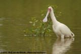 Afrikaanse Lepelaar / African Spoonbill