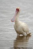 Afrikaanse Lepelaar / African Spoonbill